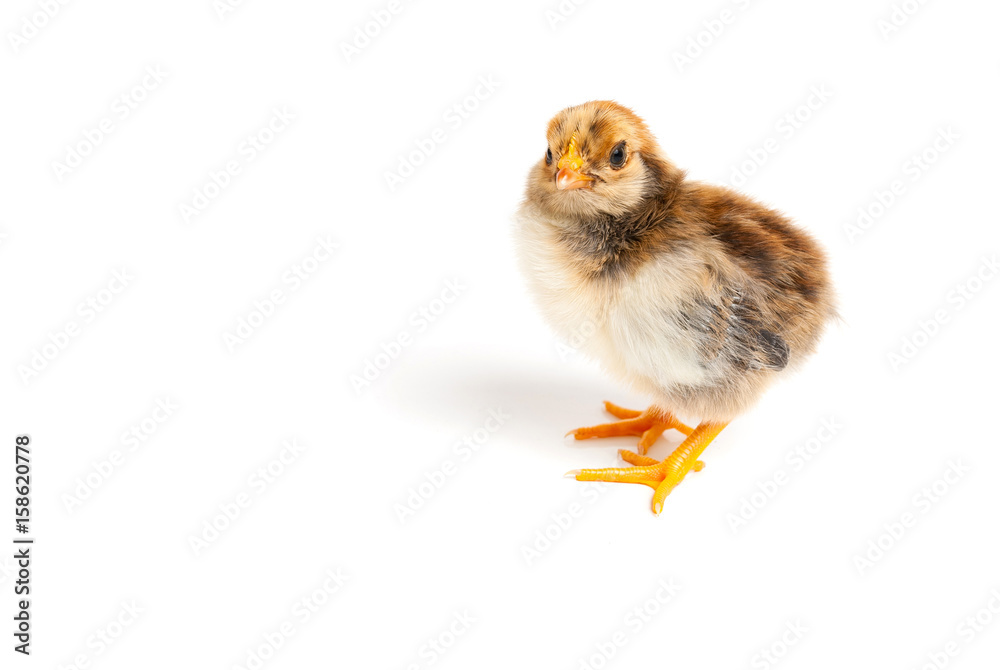 Obraz premium Chick in front of white background