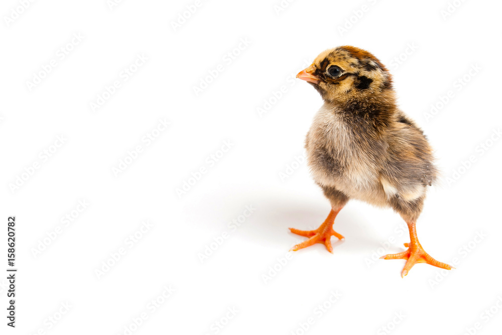 Chick in front of white background Chick in front of white background