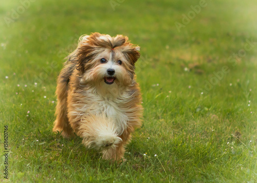 havanese dog in garden meadow