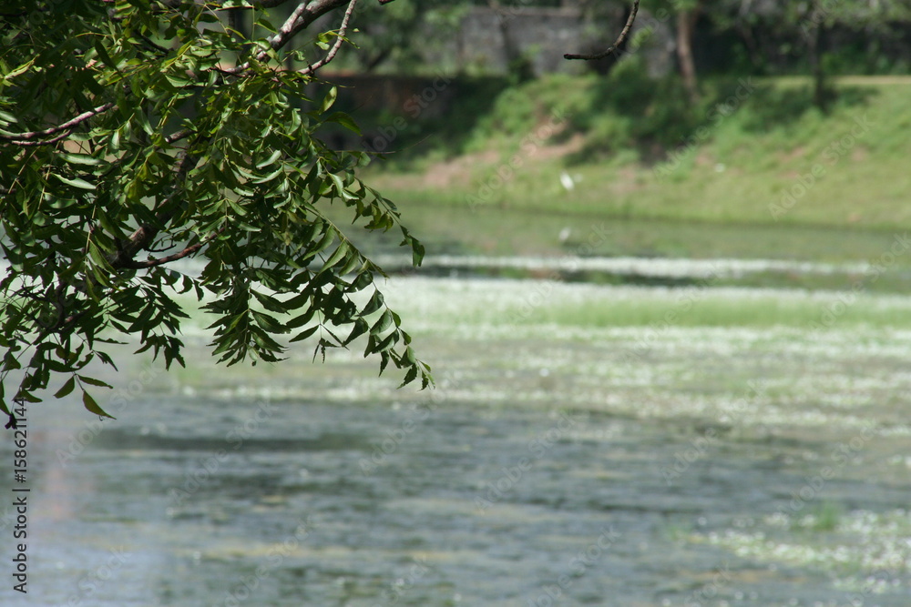 Naklejka premium silver pond