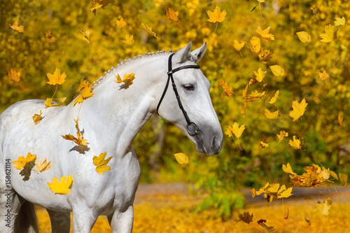 White horse portrait in autumn yellow forest