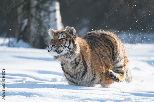Siberian Tiger in the snow (Panthera tigris altaica) © vaclav