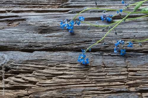 flowers forget-me-nots on wooden background