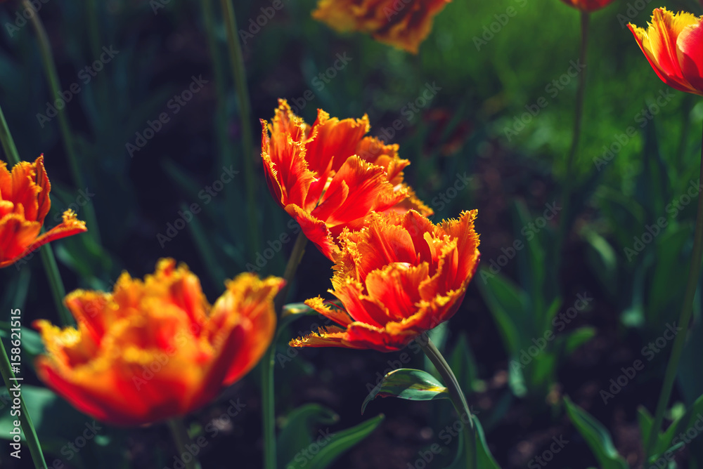 Picturesque meadow with a beautiful blossoming buds of yellow orange tulips. Cute bright background of blooming flowers