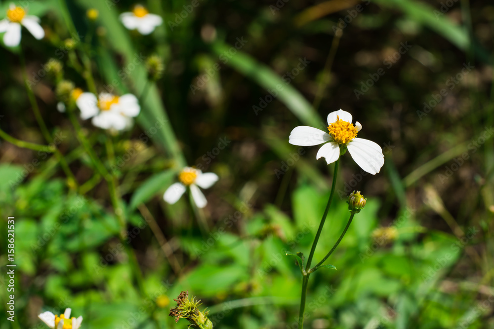 flower flower