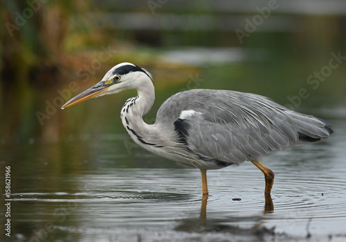 Obraz na plátně Grey heron (Ardea cinerea)