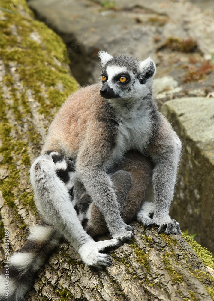 Obraz premium Ring-tailed lemur (Lemur catta)