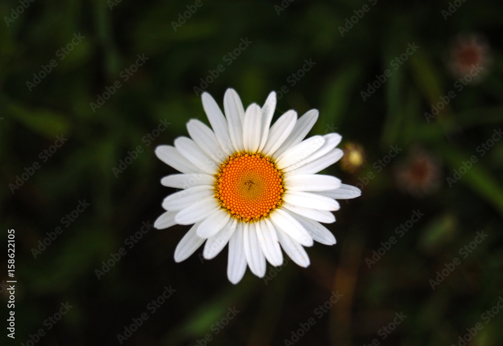 Obraz premium camomile flower