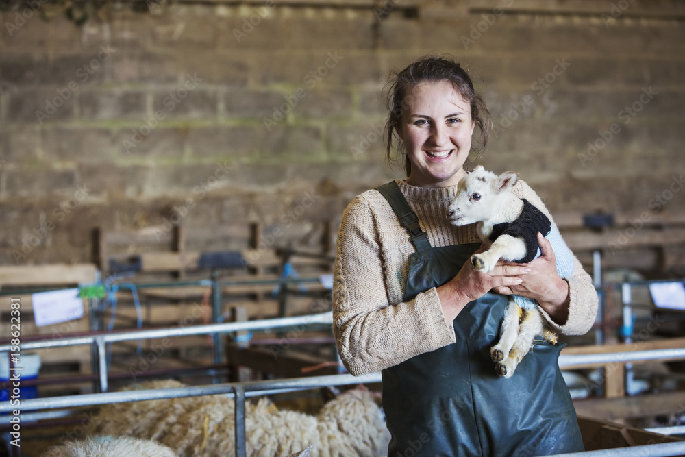 Woman standing in a barn, holding a newborn lamb dressed in a knitted jumper. Woman standing in a barn, holding a newborn lamb dressed in a knitted jumper.