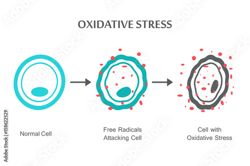 Oxidative Stress Diagram photo