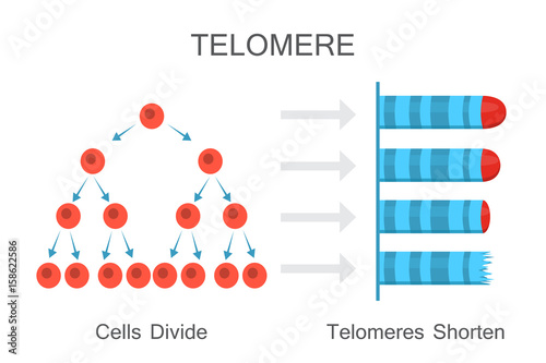 Telomeres Shorten with Age Diagram photo