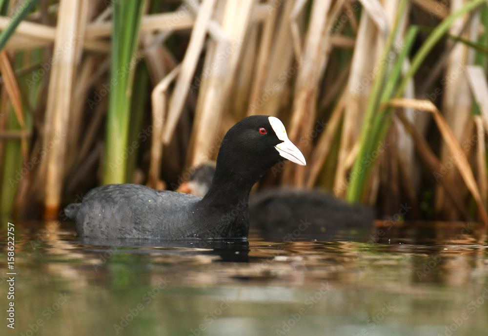 Eurasian coot (Fulica atra) Eurasian coot (Fulica atra)