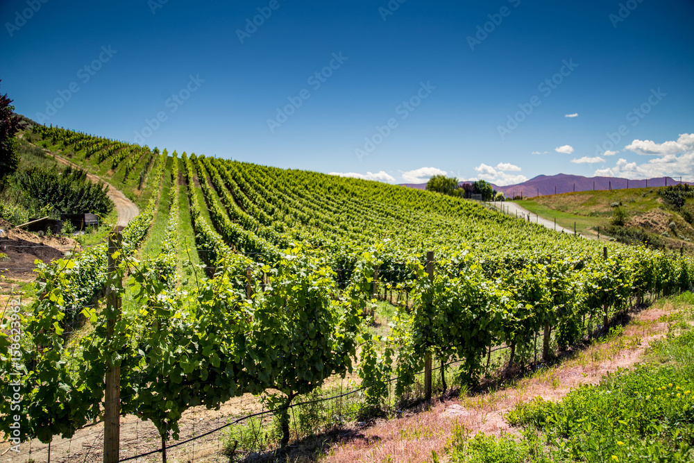 Fototapeta premium Summer vineyard