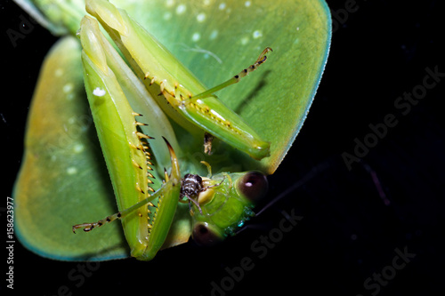 choeradodis rhombicollis or hooded mantis photo