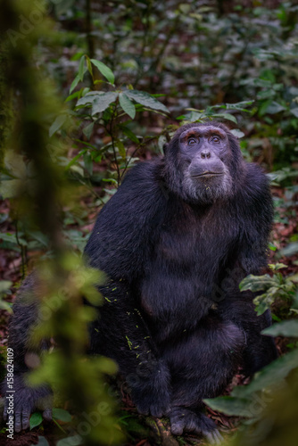 (Pan troglodytes) is an African ape. © vaclav