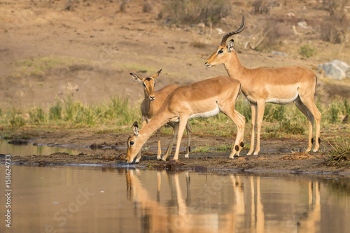 Impala antelopes at water hole