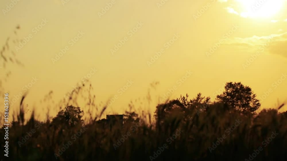 Wheat Field. Ears of wheat close up. Harvest and harvesting concept. Field of golden wheat swaying. Nature landscape. Peaceful scene. Wheat Field. Ears of wheat close up. Harvest and harvesting concept. Field of golden wheat swaying. Nature landscape. Peaceful scene.