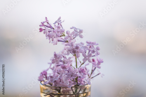 Close-up lilac flowers. Selective focus with shallow depth of field.