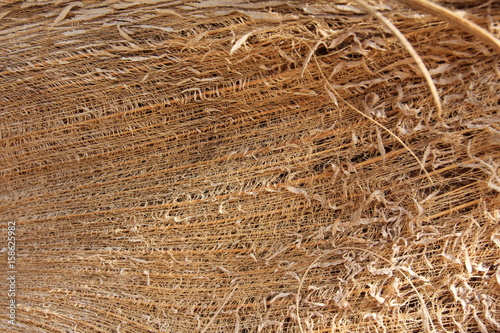 Natural Cocos fibre, Coconut Palm Tree, Zanzibar, Tanzania