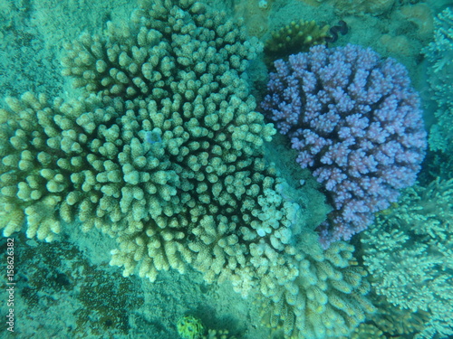 Great barrier reef © Martina