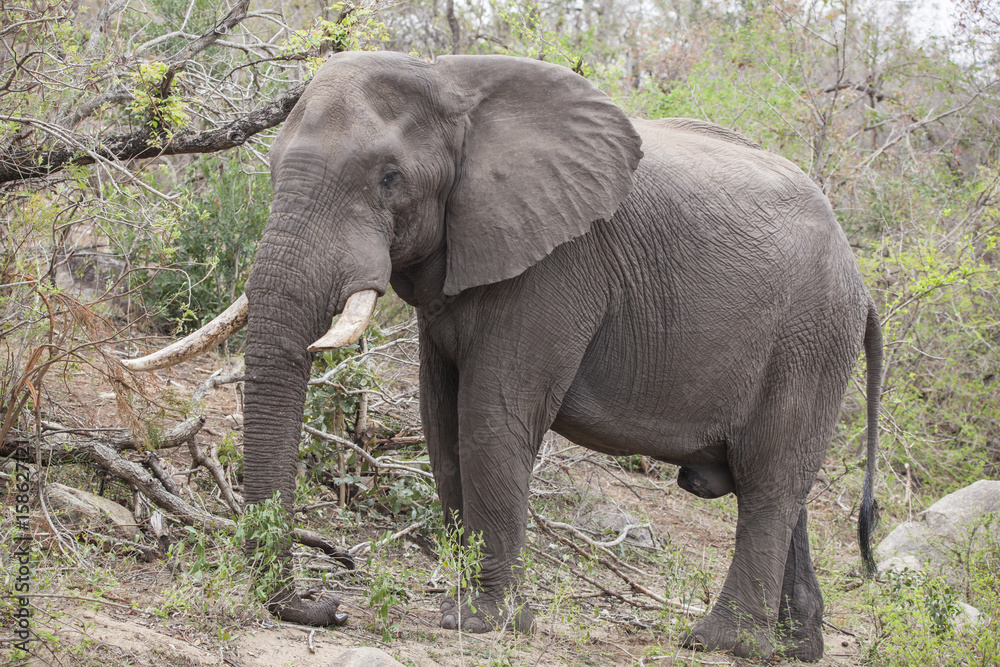 Obraz premium elephant bull