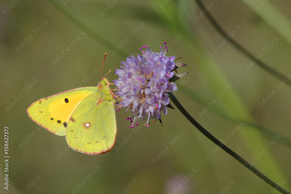 Fototapeta premium Papillon jaune, vert pâle et orange butinant une fleur sauvage mauve des champs.