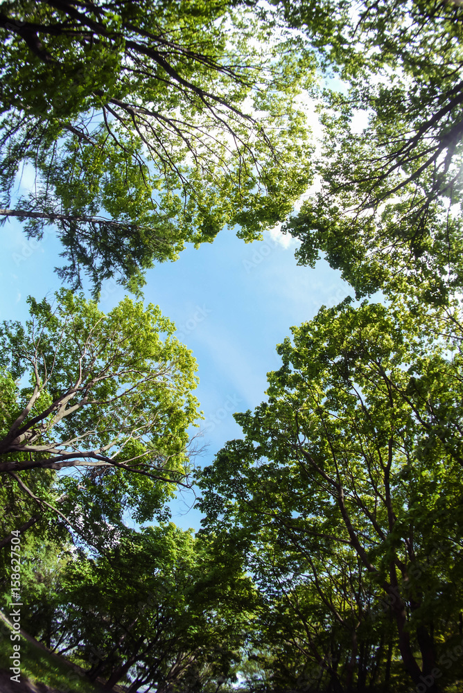Fototapeta premium the photograph of the sky through the trees