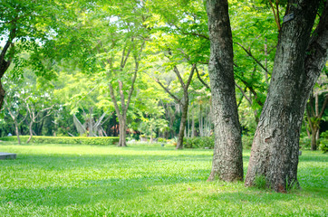 trees in the park with green grass and sunlight, fresh green nature background.