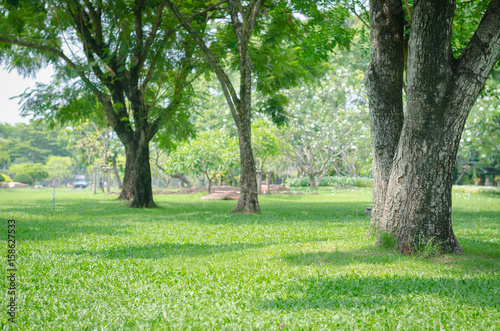 Foto trees in the park with green grass and sunlight, fresh green nature background