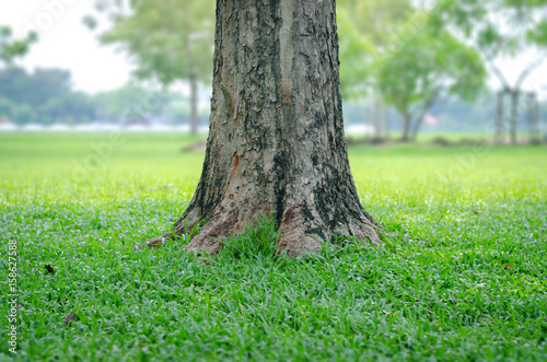 trees in the park with green grass and sunlight, fresh green nature background.