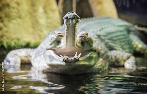 Gharial - Gavialis gangeticus with the horrible jaw