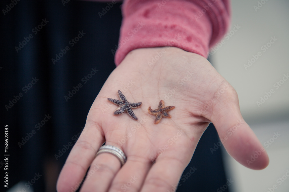 Star fish Star fish
