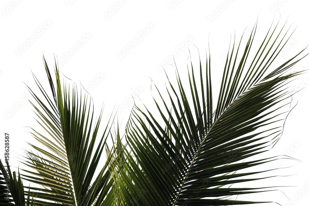 Obraz premium Coconut leaf isolated on white background with clip path