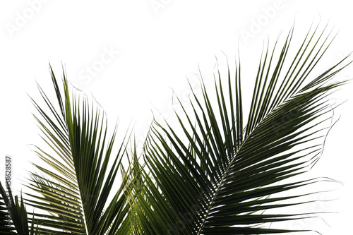Coconut leaf isolated on white background with clip path
