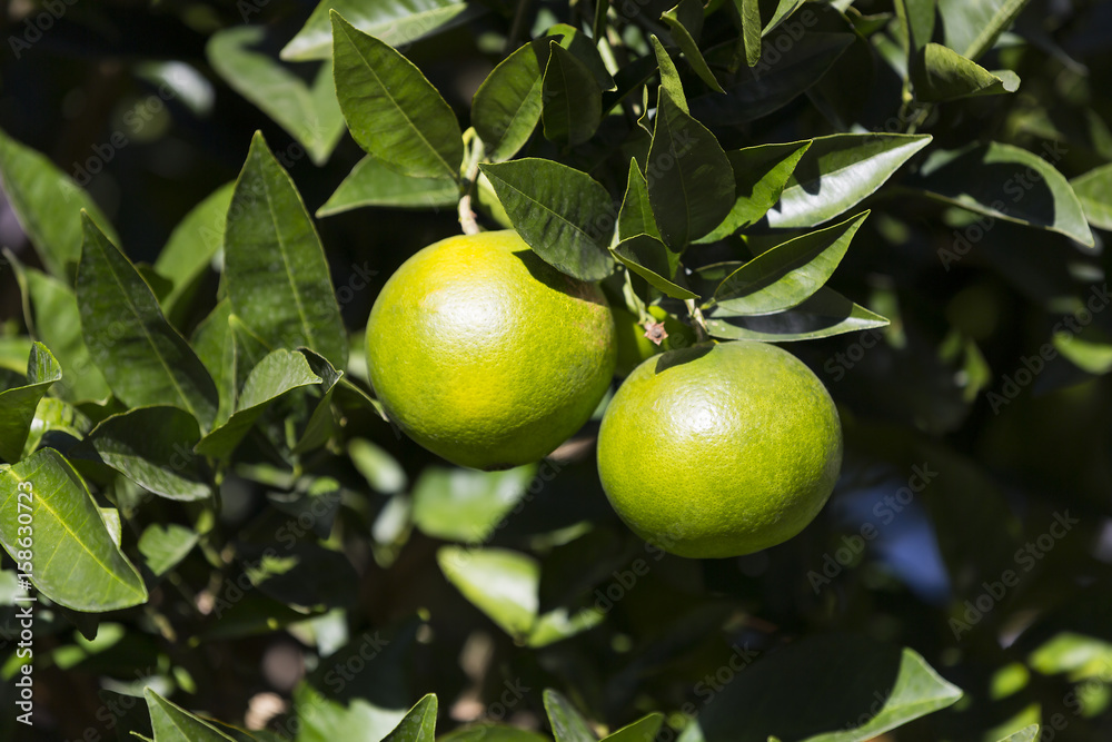 Orange tree with fruits ripen in the garden 