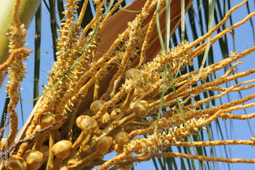 Bees on Coconut Flower / Cocos nucifera, Zanzibar, Tanzania, Indian Ocean, Africa