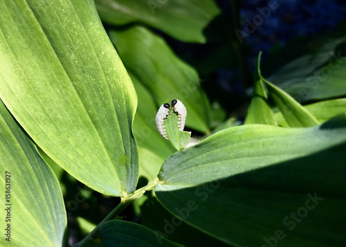 Salomonssiegel-Blattwespenlarven photo