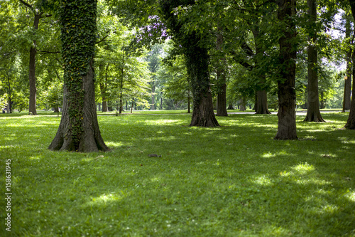 old growth trees