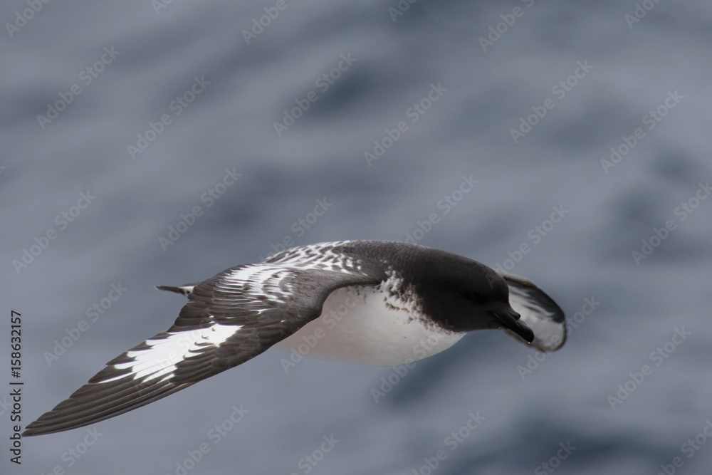 Obraz premium Antarctic petrel (Thalassoica antarctica)