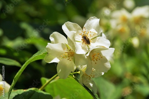 Honey bee on a mock orange blossom