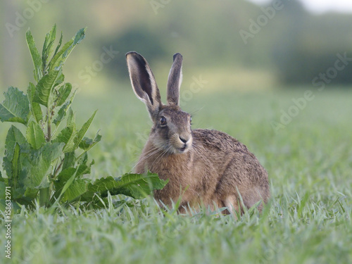 European brown hare  Lepus europaeus