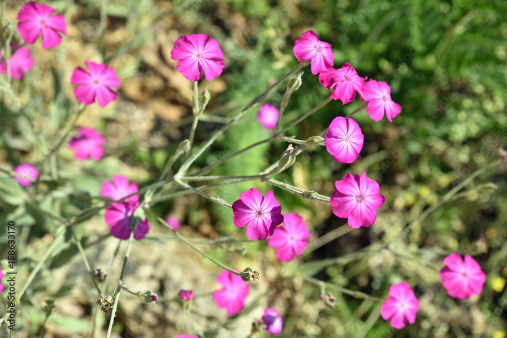 Lychnis coronaria au printemps au jardin Lychnis coronaria au printemps au jardin