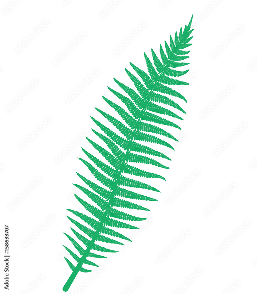 Branch of fern, isolated on white background. Vector illustration Branch of fern, isolated on white background. Vector illustration