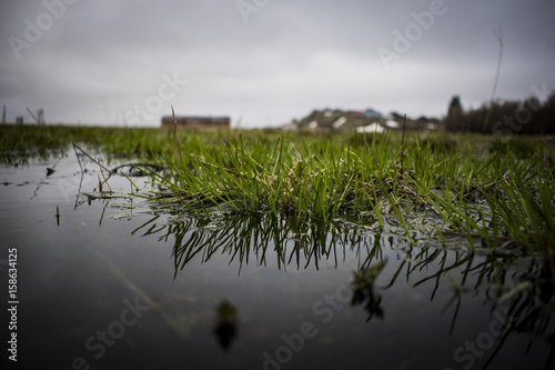 grass on water