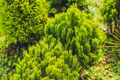 Fotótapéta tropical plant green conifers like spruce or pine in the greenhouse wonderful