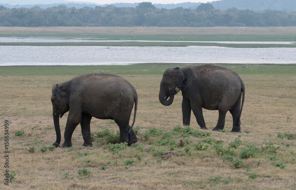 Two Indian elephants in Kaudulla National Park in Sri Lanka.