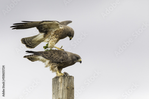 Swanson Hawks  photo