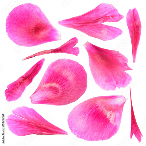 Fototapeta Naklejka Na Ścianę i Meble -  Pink petals of peony close-up isolated on white background