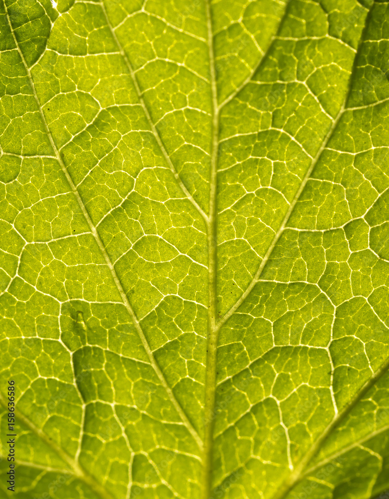 Spine from the fresh leaf. Macro shot. Spine from the fresh leaf. Macro shot.