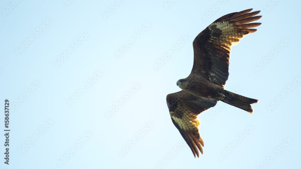 Naklejka premium Black kite, spread wings flying in the sky. Isolated.